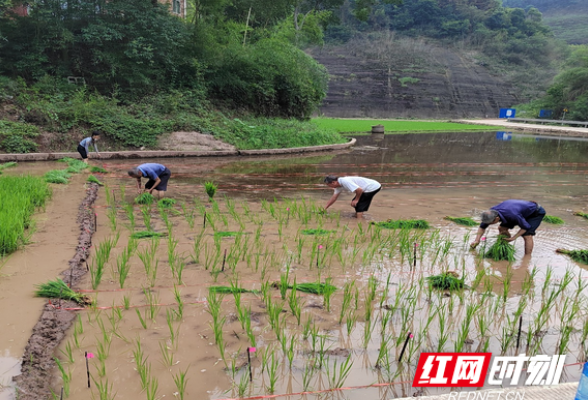 衡山县：水稻品种稻瘟病抗性鉴定筛选试验示范顺利移栽