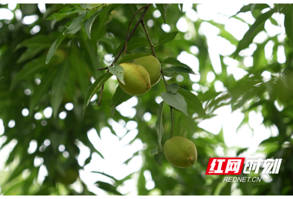 雁峰区：夏日农庄采摘忙