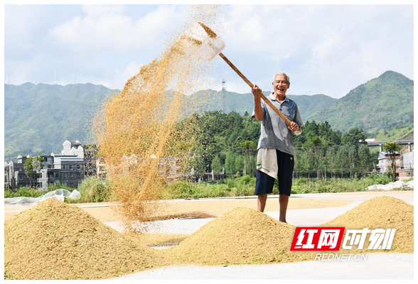 湖南常宁：抢收中稻晒谷忙