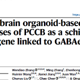 南华大学蒙庆团教授团队在国际知名刊物发表人脑类器官最新研究成果