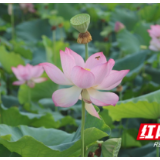 衡阳县：立秋荷韵浓 农户采莲忙