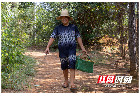 乡村“丰”景 | 湖南衡东：板栗丰收栗农笑