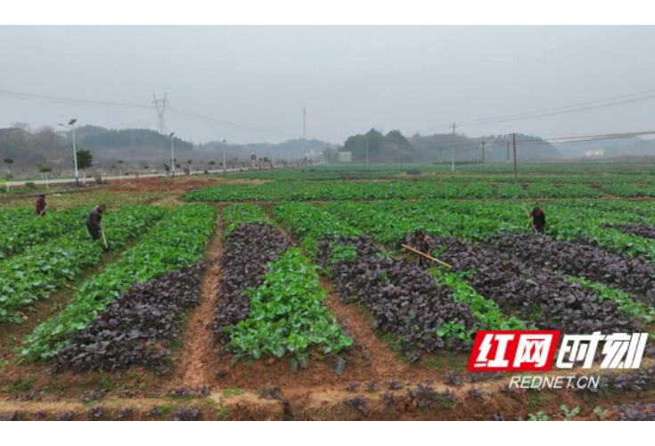 衡山：油菜长势喜人 村民田间忙管护