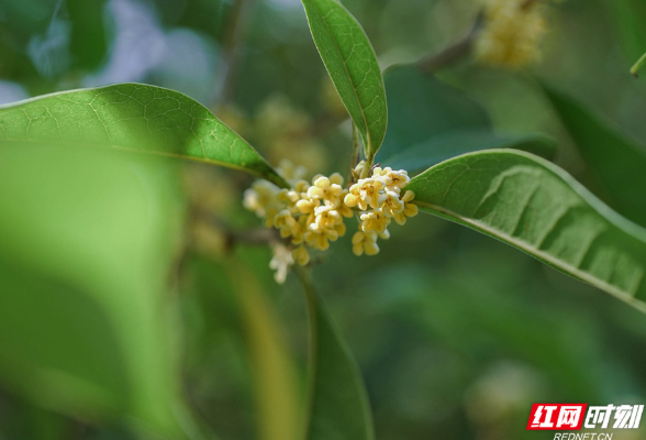 组图丨衡阳：十月桂花开 清香扑面来