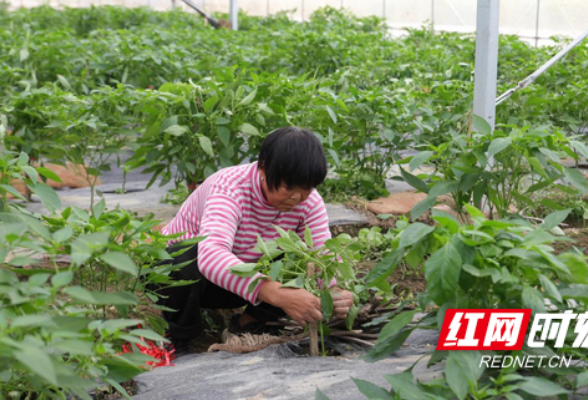 衡山：秋延蔬菜长势旺 助农增收致富忙