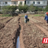 耒阳市新增1.68万亩“稻稻油”轮作 助力农民增产增收
