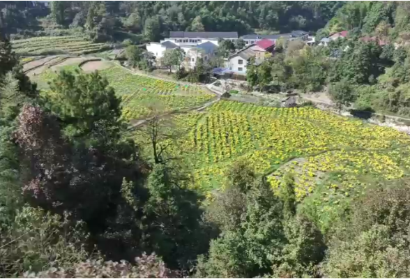 赋能乡村振兴｜湖南南岳：因地制宜推动“一村一品、一村一特”