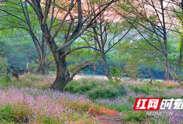 常宁：乡村美景引客来