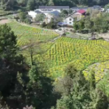 赋能乡村振兴｜湖南南岳：因地制宜推动“一村一品、一村一特”