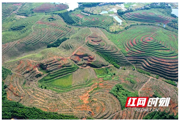 常宁市优化营商环境系列报道之③：营商“沃土”滋养油茶香飘万家