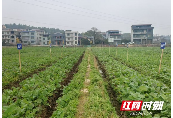 耒阳市：油菜管护忙 来年好“丰”景