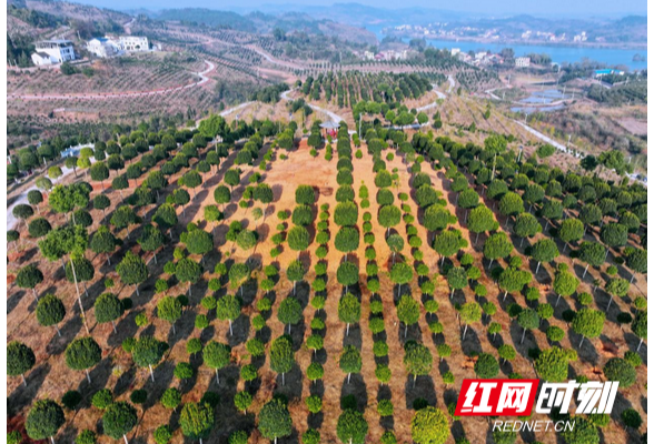 常宁乔木村：小苗木绘就乡村振兴出“彩”画卷