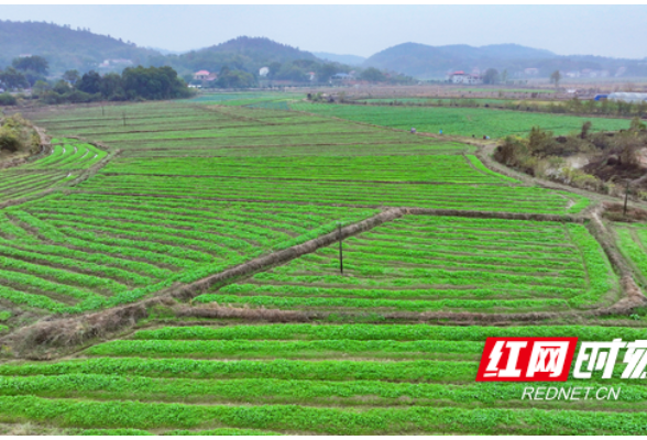 衡山：田间管护忙 确保油菜稳产增收