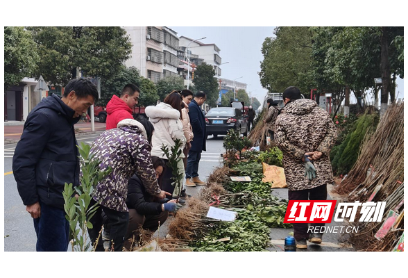 衡山：春种好时节 苗木市场销售旺