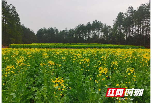 衡阳市南岳区：山间荒地换新颜