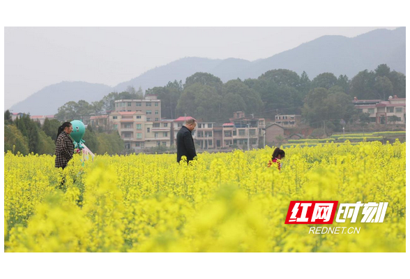 2024衡阳市乡村文化旅游节暨油菜花节将在衡阳县库宗桥镇举办