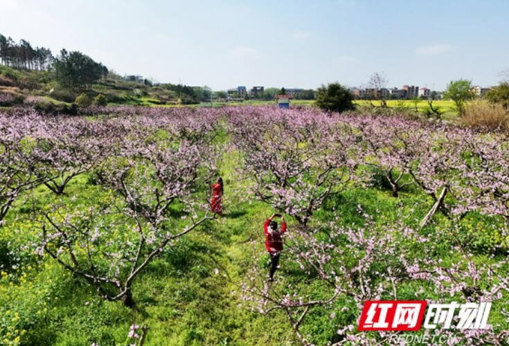 湖南祁东：灼灼桃花醉游人