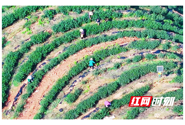 衡东：春茶飘香 采摘正当时