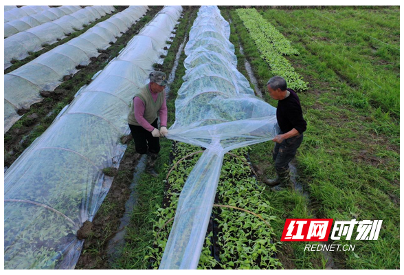组图｜常宁：勤春早育秧忙