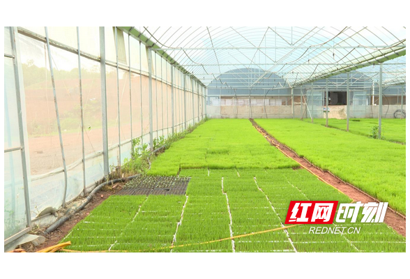 湖南衡南：新建21.27万平方米育秧大棚 助力早稻扩面增产