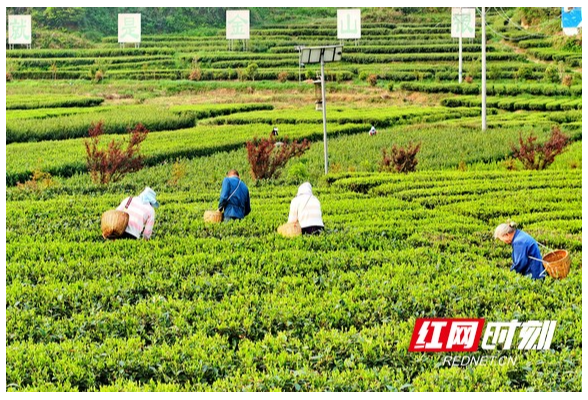 湖南常宁：采茶增收 茶农笑开颜