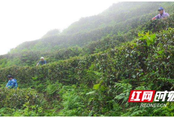 湖南南岳：云雾深处茶飘香 谷雨时节采茶忙