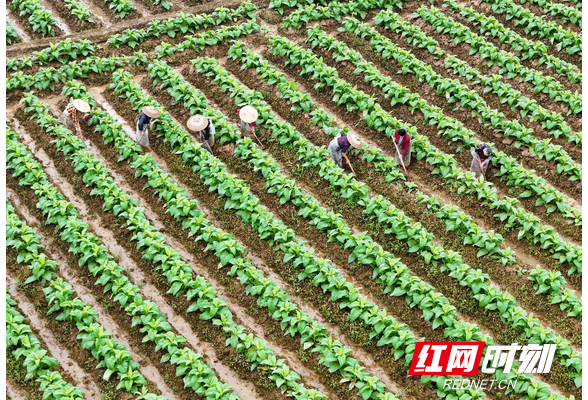 组图 | 湖南祁东：田间管护忙
