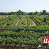 衡阳县：夏日蔬菜采摘忙 满目“丰”景销售旺