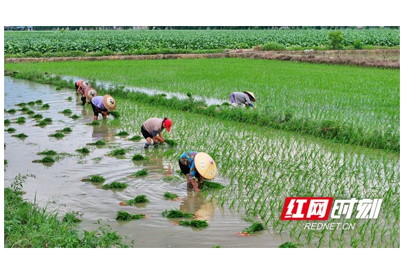 组图｜湖南常宁：夏日农事忙