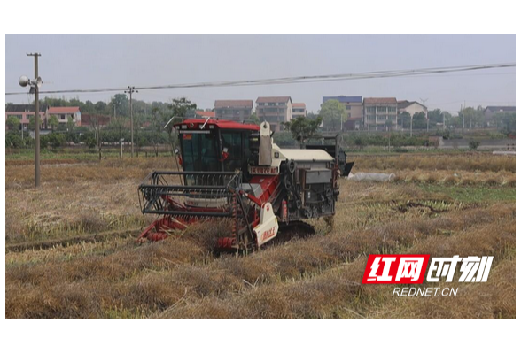 衡阳县：花香变油香 油菜收割忙