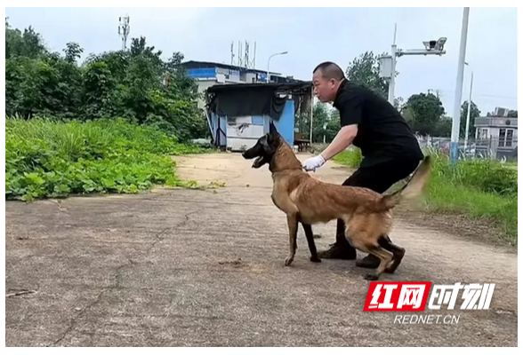 刑侦风采｜雁峰公安警犬训导员王小建：守护平安 “犬”力以赴