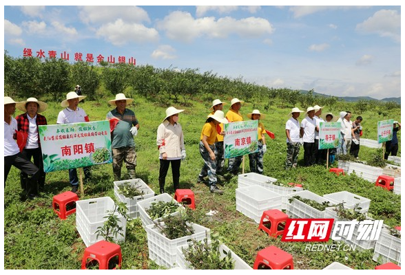 中国花椒名县“椒”香四溢 湖南耒阳首届花椒采摘节开幕