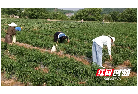 衡阳县：年产蔬菜50.5万吨 畅销粤港澳大湾区