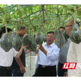 “吃瓜群众”有口福了！衡阳市蔬菜研究所选育的新品种南瓜“香蜜1号”近日上市