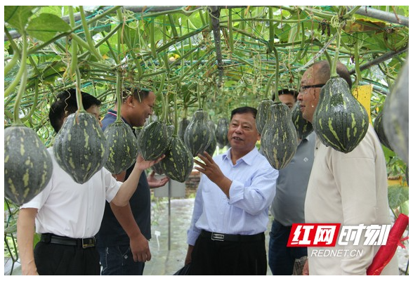 “吃瓜群众”有口福了！衡阳市蔬菜研究所选育的新品种南瓜“香蜜1号”近日上市