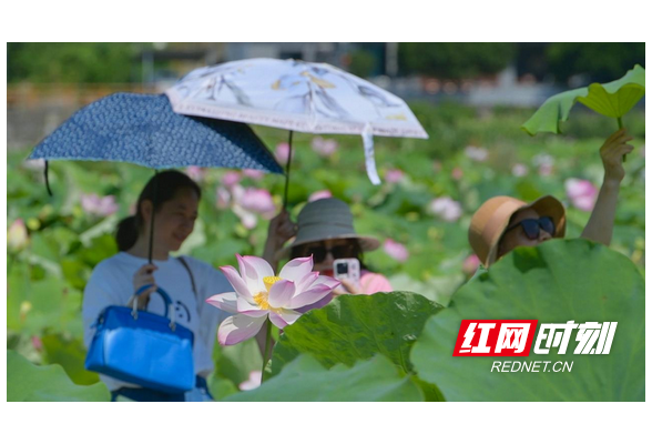 乡村振兴｜湖南南岳：荷花盛开引游人