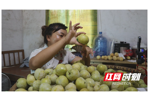 衡阳县：黄金李迎来收获季 “甜蜜”上市