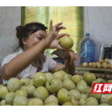 衡阳县：黄金李迎来收获季 “甜蜜”上市