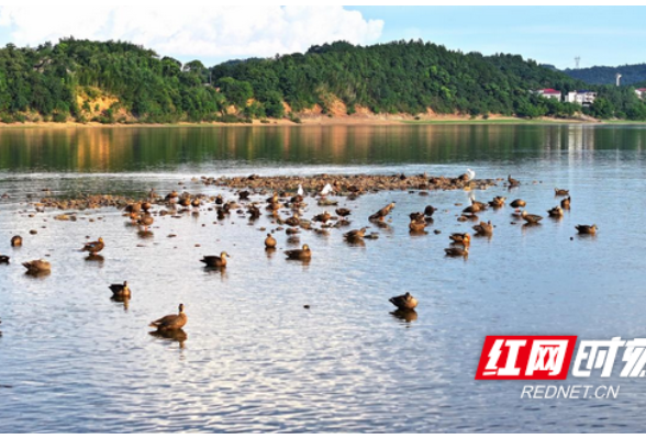 衡山萱洲国家湿地公园：别样夏景  鱼鸟成群繁衍嬉戏