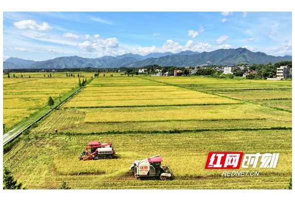 组图｜湖南常宁：夏日炎炎抢收忙