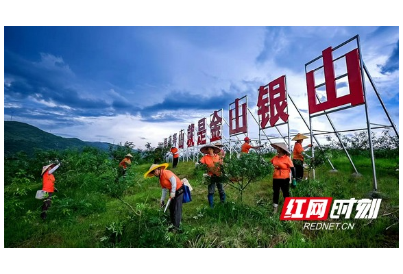 耒阳：“小花椒”种出“大产业”奏响致富“椒”响曲