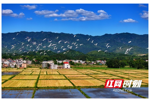 湖南常宁：乡村生态美 翩跹白鹭飞