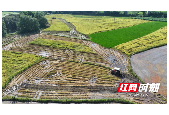 衡山：20.11万亩早稻收割步入尾声