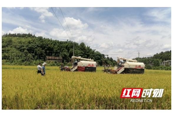 耒阳：抢收抢种正当时 田间地头农事忙