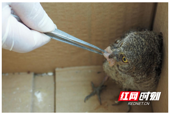 国家二级保护野生动物斑头鸺鹠幼鸟意外受伤获救助