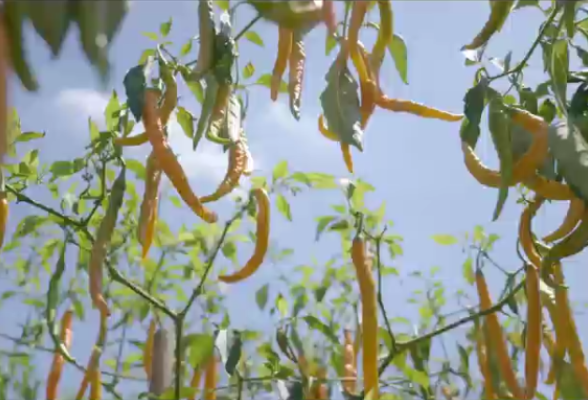 《衡入味》④ | 衡东脆肚：生肚茶油黄椒焖，香融嫩脆响神州！