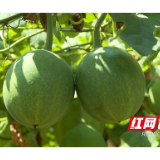 衡南：小栝楼 大”钱“景