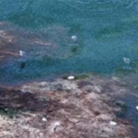 湖南衡山萱洲国家湿地公园:水清岸绿鸟蹁跹 生态画卷入眼来