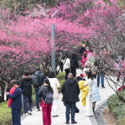 衡阳：春光“梅”景醉游人