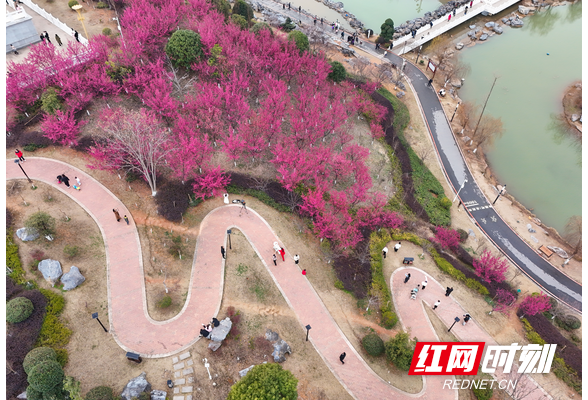 组图 | 湖南祁东：早樱花开“醉”游人